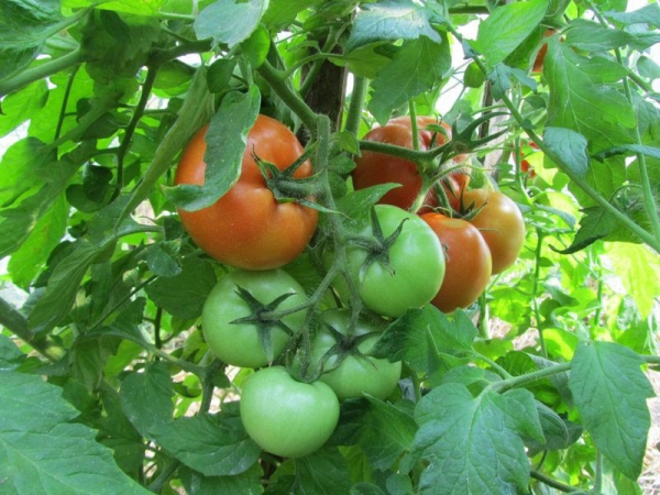 Секреты получения рекордного урожая томата Президент
